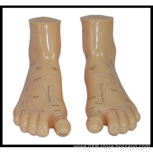 Massage Foot Model (M-9-17)